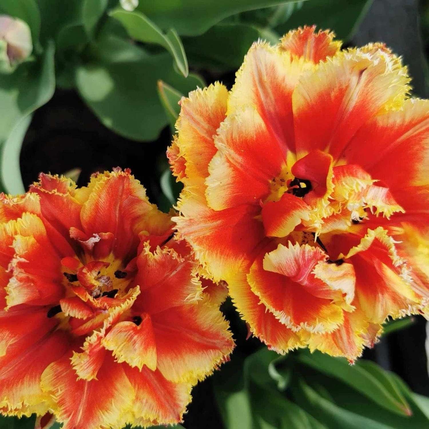 Tulpe 'Brisbane' - Tulipaner